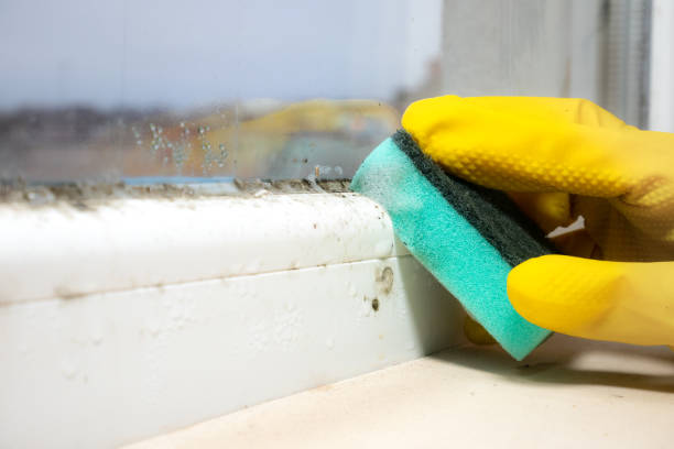 Reliable Chauvin, LA Mold Removal Solutions